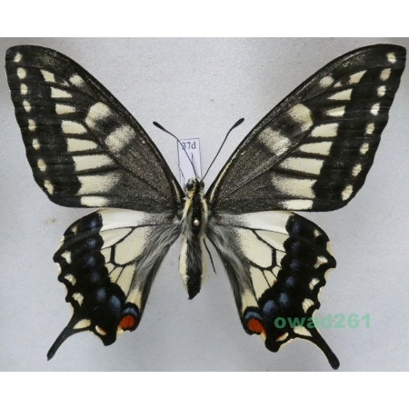 Papilio machaon hippocrates (C. & R. Felder, 1864) female ex. ovo, Japan 86mm37d